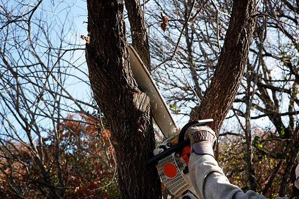 How Our Tree Care Process Works  in  Vonore, TN