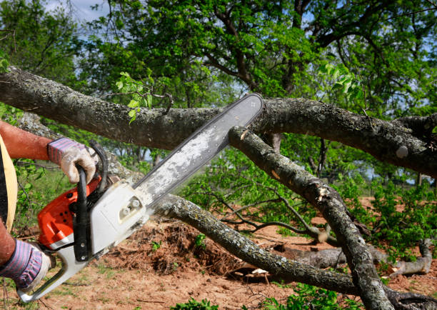 Best Storm Damage Tree Cleanup  in Vonore, TN